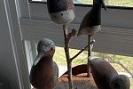 Sale Photo Thumbnail #108
