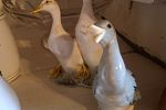 Sale Photo Thumbnail #163