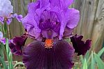 Sale Photo Thumbnail #25
