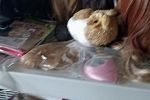 Sale Photo Thumbnail #4