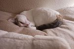 Sale Photo Thumbnail #47