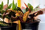 Sale Photo Thumbnail #18
