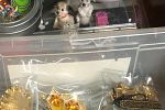 Sale Photo Thumbnail #40