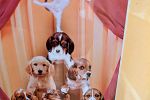 Sale Photo Thumbnail #268