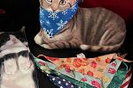 Sale Photo Thumbnail #13