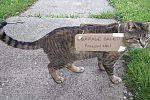 Sale Photo Thumbnail #20