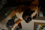 Sale Photo Thumbnail #16