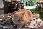 Sale Photo Thumbnail #14
