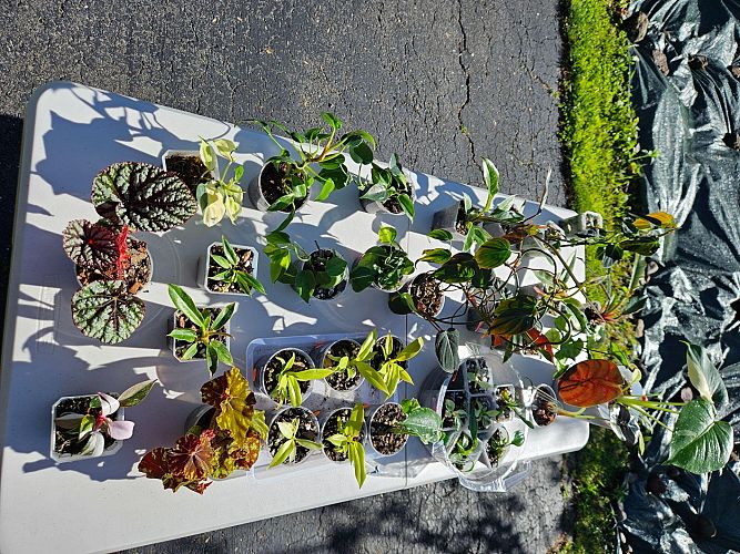 Tag Sale and Rare plant sale photo