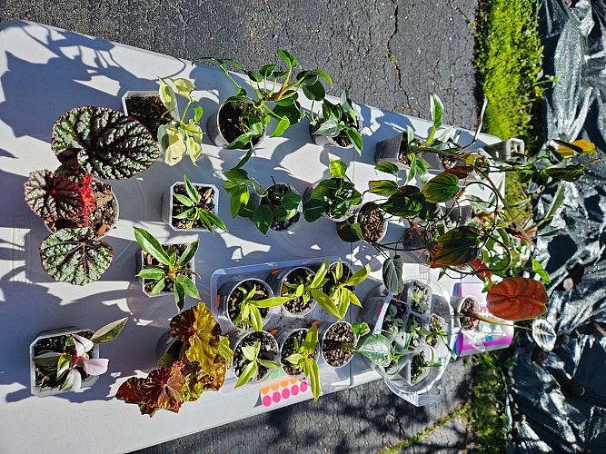 Tag Sale and Rare plant sale photo