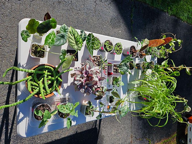 Tag Sale and Rare plant sale